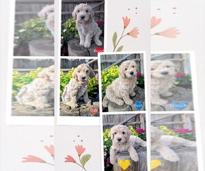English Cream Golden Retriever-Poodle (Miniature) Mix Puppy for sale in BOISE, ID, USA