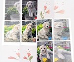 Small English Cream Golden Retriever-Poodle (Miniature) Mix