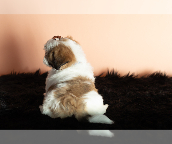 Medium Photo #6 Zuchon Puppy For Sale in WOLCOTTVILLE, IN, USA