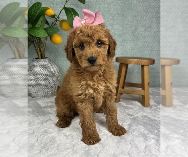 Medium Photo #2 Goldendoodle (Miniature) Puppy For Sale in FRANKLIN, IN, USA