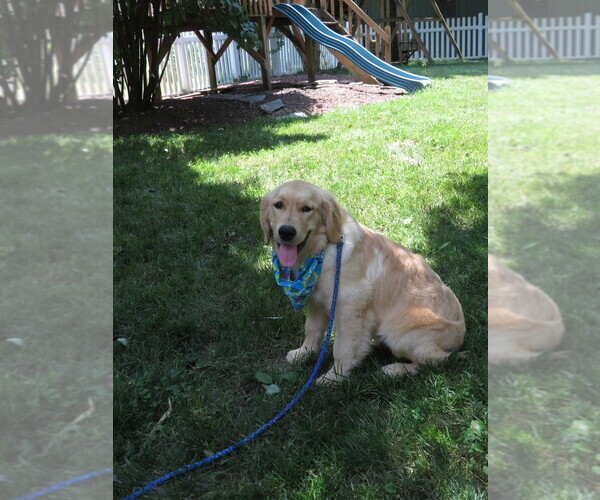 Medium Photo #5 Golden Retriever Puppy For Sale in MECHANICSVILLE, MD, USA