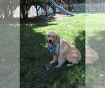 Small #4 Golden Retriever