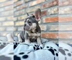 Small #14 French Bulldog