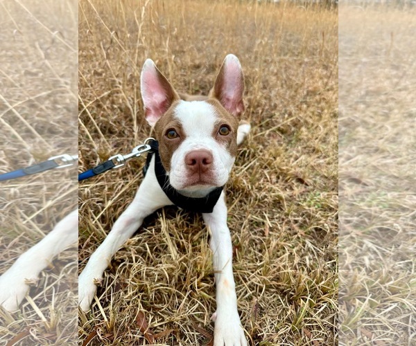 Medium Photo #2 Boston Terrier-Unknown Mix Puppy For Sale in Derwood, MD, USA