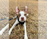 Small #1 Boston Terrier Mix