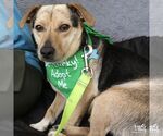 Small #1 Dachshund Mix