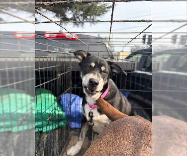 Medium Photo #1 German Shepherd Dog-Unknown Mix Puppy For Sale in Stockton, CA, USA