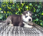 Small Photo #1 Siberian Husky Puppy For Sale in WOODRUFF, SC, USA