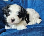 Small #20 Morkie