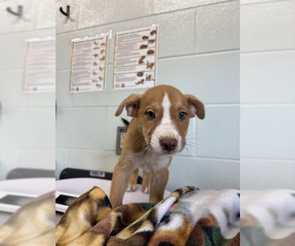 Medium Photo #1 Shepradors Puppy For Sale in Corpus Christi, TX, USA