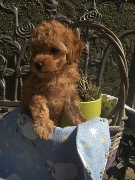Medium Photo #1 Poodle (Toy) Puppy For Sale in PALO ALTO, CA, USA