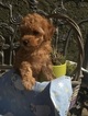 Small Photo #1 Poodle (Toy) Puppy For Sale in PALO ALTO, CA, USA
