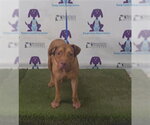*HAZEL - Female Mutt Dog for Adoption - Small photo