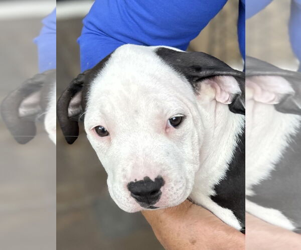 Medium Photo #3 Staffordshire Bull Terrier Puppy For Sale in San Diego, CA, USA