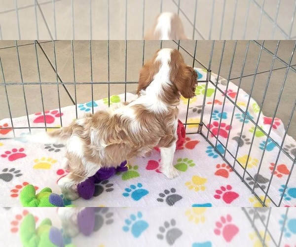 Medium Photo #13 Cavalier King Charles Spaniel Puppy For Sale in ORO VALLEY, AZ, USA