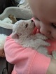 Small Photo #4 Bichon Frise Puppy For Sale in NORTH BRANCH, MN, USA