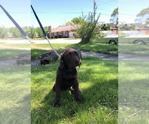 Labrador Retriever Puppy for sale in GARY, IN, USA