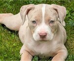 Puppy Puppy 2 Willie American Bully