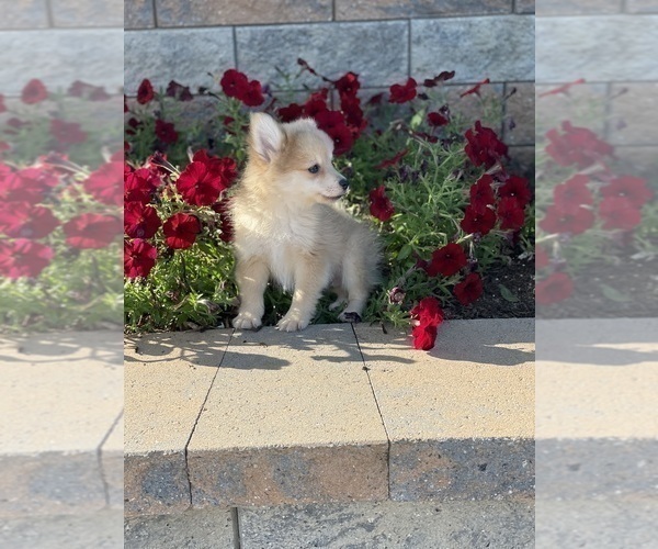 Medium Photo #5 Pomeranian Puppy For Sale in CANOGA, NY, USA
