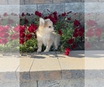 Small Photo #5 Pomeranian Puppy For Sale in CANOGA, NY, USA