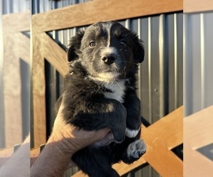 Miniature Australian Shepherd Puppy for Sale in OBLONG, Illinois USA