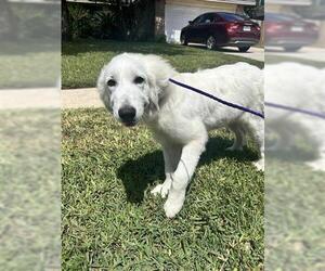 Great Pyrenees Dogs for adoption in Houston, TX, USA