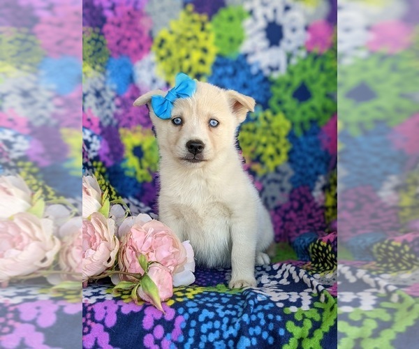Medium Photo #1 Pomsky Puppy For Sale in EPHRATA, PA, USA