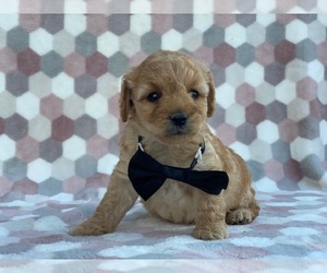 Goldendoodle Puppy for sale in LANCASTER, PA, USA
