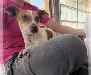 Parson Russell Terrier Dogs for adoption in Berkeley , CA, USA