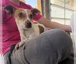 FERB - Male Parson Russell Terrier Dog for Adoption - Small photo