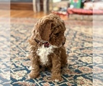 Small #6 Goldendoodle (Miniature)