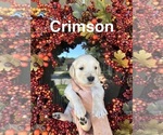 Puppy Crimson Golden Retriever
