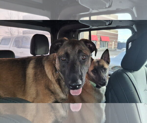 Medium Photo #25 German Shepherd Dog-Unknown Mix Puppy For Sale in Sebec, ME, USA