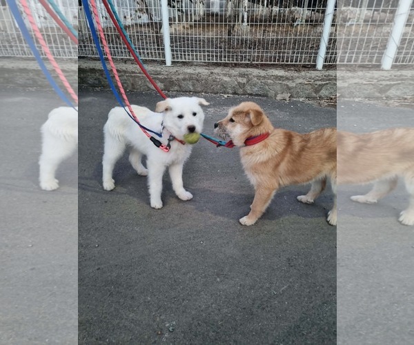 Medium Photo #6 Mutt Puppy For Sale in Agoura Hills, CA, USA