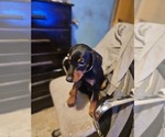 Small #7 Doberman Pinscher