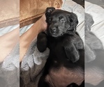 Small Photo #33 Labrador Retriever Puppy For Sale in GIG HARBOR, WA, USA