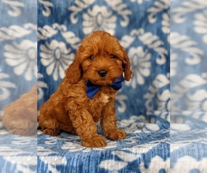 Cavapoo Puppy for sale in CHRISTIANA, PA, USA