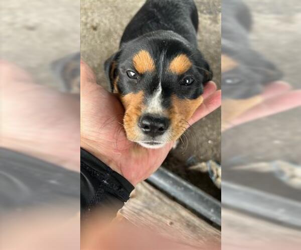 Medium Photo #1 Labrador Retriever-Unknown Mix Puppy For Sale in Houston, TX, USA