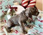 Small Photo #7 Great Dane Puppy For Sale in ABILENE, TX, USA