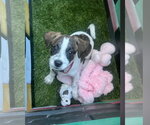 Small #3 Black Mouth Cur-Dachshund Mix