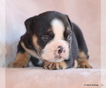 Small #13 Bulldog