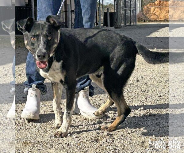 Medium Photo #2  Puppy For Sale in , 