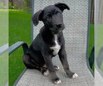 Small #1 Siberian Husky Mix