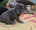 Small Photo #14 French Bulldog Puppy For Sale in TACOMA, WA, USA