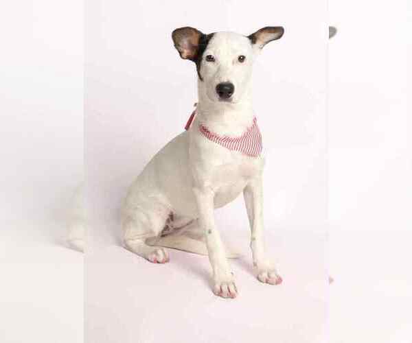 Medium Photo #1 Mutt Puppy For Sale in Oak Bluffs, MA, USA