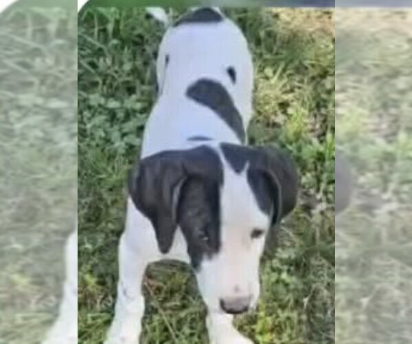 Medium Photo #2 Mutt Puppy For Sale in Wakefield, RI, USA