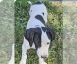 Small #1 Mutt