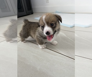 Pembroke Welsh Corgi Puppy for sale in OAKLEY, CA, USA