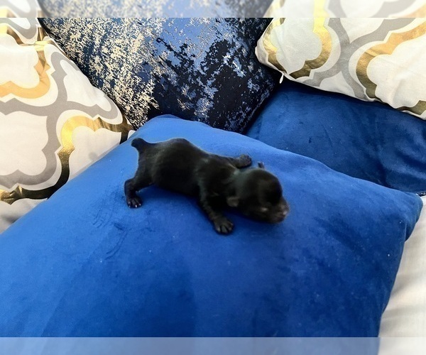 Medium Photo #43 Yorkshire Terrier Puppy For Sale in HAYWARD, CA, USA