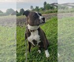 Small #2 American Pit Bull Terrier-Staffordshire Bull Terrier Mix